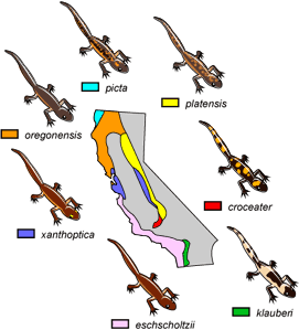Map of California showing distribution of different forms of ensatina salamander