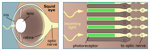 Seeing Eye To Eye Understanding How Vision Works