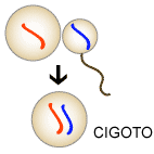 Egg and sperm meet and form zygote. Egg carries red chromosome, sperm carries blue chromosome, zygote carries one red and one blue chromosome.