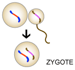 An egg carrying a single, linear red and blue chromosome joins with a sperm carrying a single linear pink and brown chromosome to form a zygote.