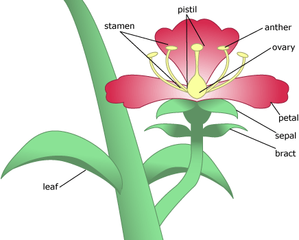 parts of the flower