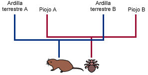 Parallel phylogenies of lice and gophers