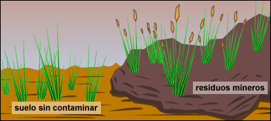 Grass on uncontaminated soil does not have seed heads. Grass on contaminated soil does.