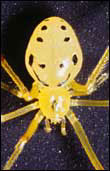 A happy face spider