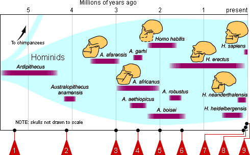 Diagram showing when different hominid lineages lived and what some of their skulls looked like