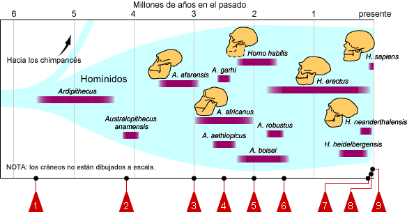 Diagram showing when different hominid lineages lived