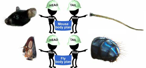 homeotic genes