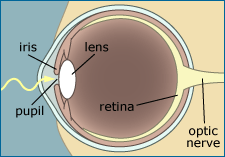 An illustration of the human eye and its parts