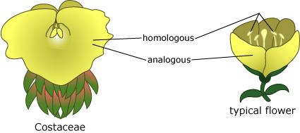 analogy and homology between a Costaceae and a typical flower