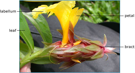 Costaceae flower with labellum