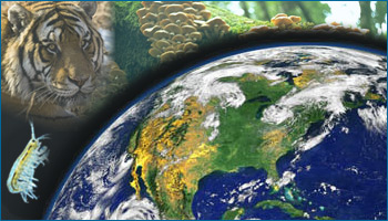 A collage which includes a tiger, shrimp, and a part of the earth