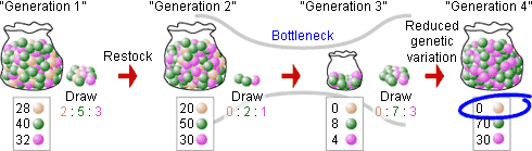 Different colored marbles are randomly drawn from a bag and then restocked in the color proportion drawn.  When fewer marbles are drawn than usual (a bottleneck), one color is not drawn at all and is never restocked after that.