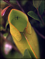 Mosquito inside pitcher plant