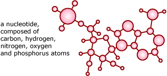 a nucleotide composed of carbon, hydrogen, nitrogen, oxygen, and phosphorus atoms