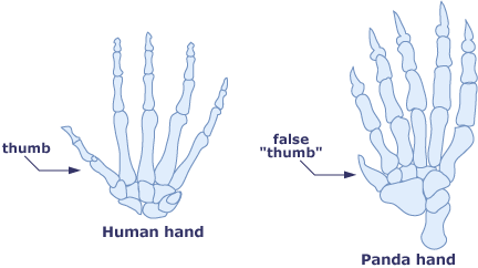 diagrams of human and panda hands