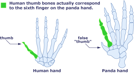 diagrams of human and panda hands, highlighting corresponding bones