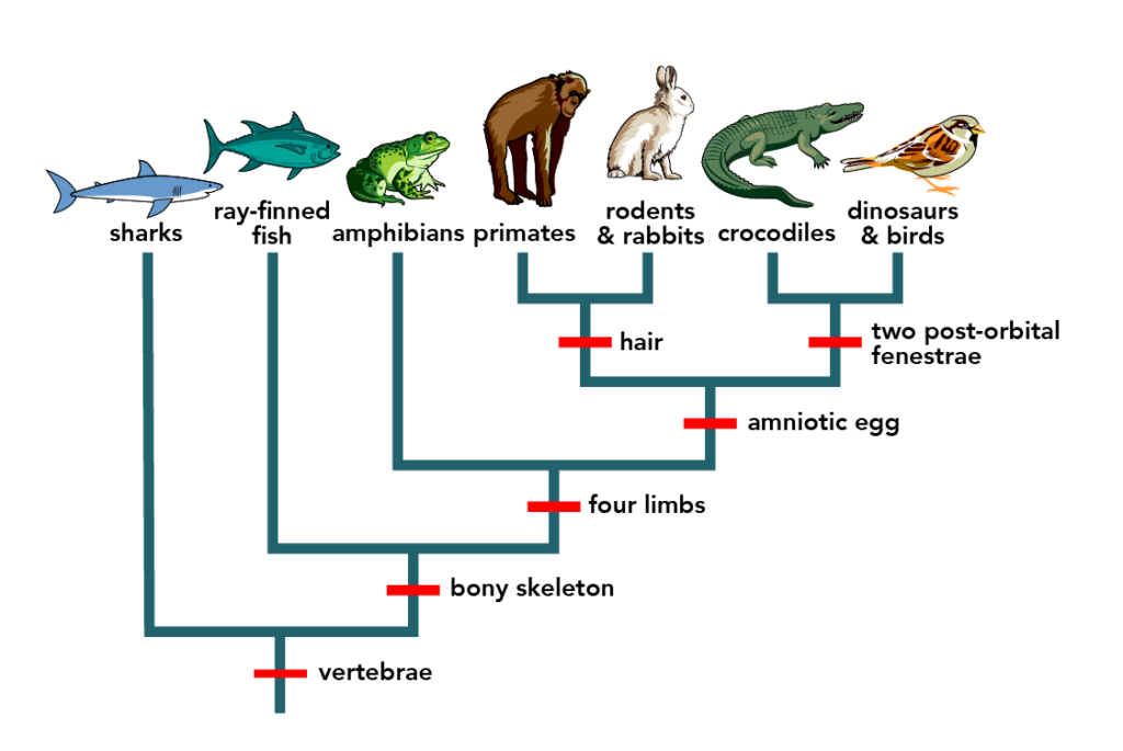 Phylogeny showing relationship between sharks, ray-finned fish, amphibians, primates, rodents & rabbits, crocodiles, and diniosaurs & birds. Dinosaurs & birds and crocodiles share a common ancestor and two post-orbital fenestrae. Primates and Rodents & rabbits share a common ancestor and hair. The above four groups share another common ancestors and an amniotic egg. Amphibians and the previous four groups share a common ancestor and four limbs. Ray-finned fish and the previous five groups share a common ancestor and a bony skeleton. Sharks and the previous six groups share a common ancestor and vertebrae.