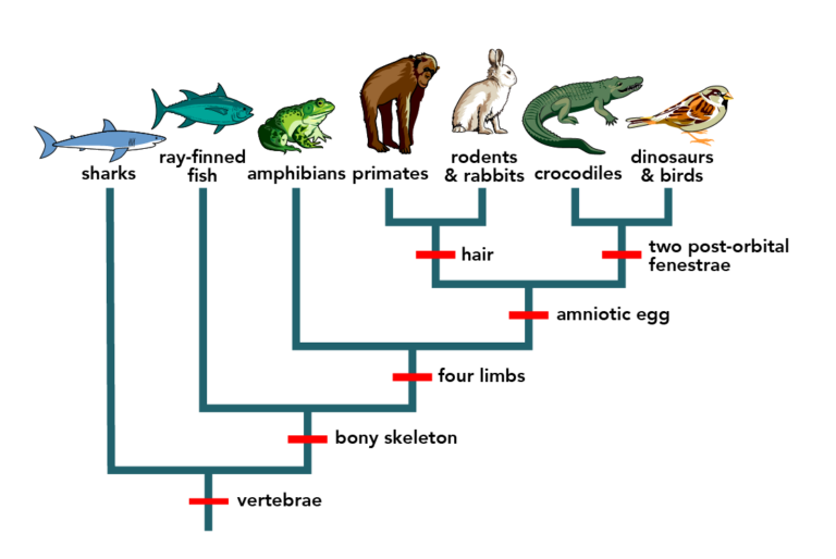 The history of life: looking at the patterns