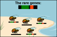 DNA is shown for each fruit fly on the beach. Three of them carry rare genes.