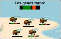 DNA is shown for each fruit fly on the beach. Three of them carry rare genes.