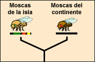 Evolutionary tree showing divergence of island and mainland flies. Island flies are distinguished by the rare and new gene variants.