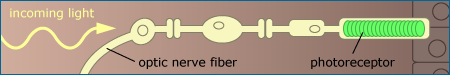 photoreceptor in the human eye