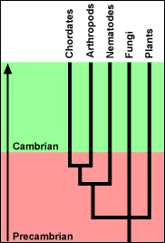 A pitchfork chart that shows divergence in the Precambrian.