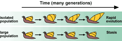 A diagram showing that the large population does not change over many generations, but the isolated population evolves an elongated shell.