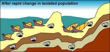 Snails on sea bottom. The isolated population has elongated shells but these are not preserved in the stratigraphic layers beneath them.