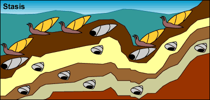 Underwater area has only elongated shell snails. The top stratigraphic layer contains elongated shells. Lower layers have only short shells.