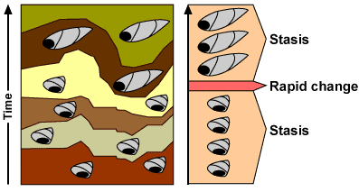 The stratigraphic layers seem to show a rapid change of state from short shelled to elongated with stasis on either side.