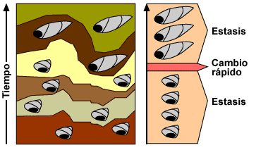 The stratigraphic layers seem to show a rapid change of state from short shelled to elongated with stasis on either side.