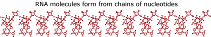 RNA molecules form a chain of nucleotides