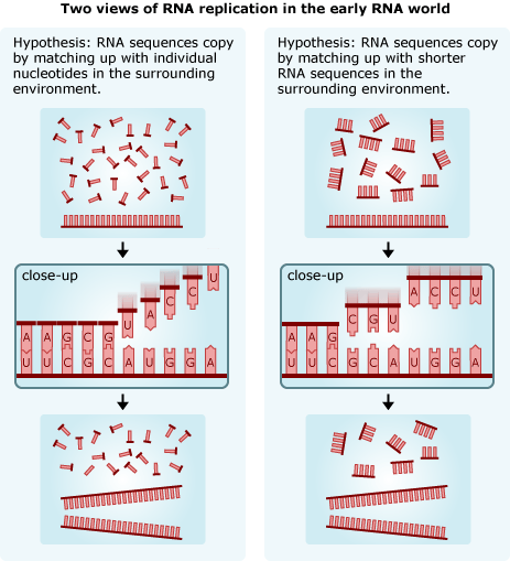 Two hypotheses regarding the RNA world.  In one hypothesis, RNA sequences copy by matching up with individual nucleotides in the surrounding environment.  In the the other, they copy by matching with shorter RNA sequences in the environment.