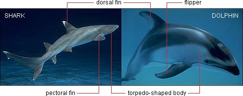 Shark/dolphin similarities