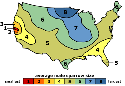 Map of the US showing larger sparrows in the far north and smaller sparrows in the south and far west.