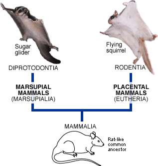 Squirrels and sugar gliders - Understanding Evolution