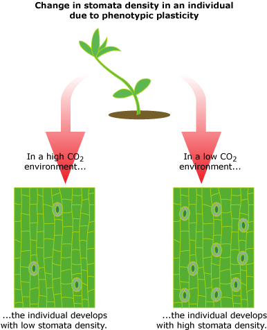 Seedlings raised in a high carbon dioxide environment will have fewer stomata, and seedlings raised in a low carbon dioxide environment will have more stomata.