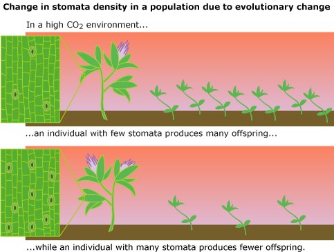 In a high carbon dioxide environment, an individual with few stomata will produce many offspring, while an individual with many stomata will produce fewer offspring.