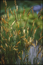 grass with seed heads