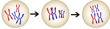 A zygote with two red x-shaped chromosomes and two blue x-shaped chromosomes.  Each red chromosome aligns with a blue chromosome and exchanges some DNA, leaving 4 chromosomes that are mix of red and blue.