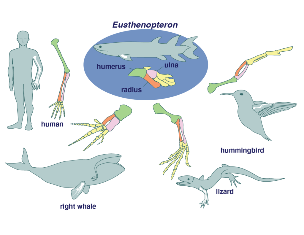 Homologous Structures Examples Animals