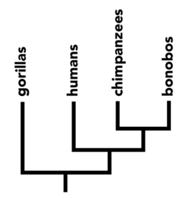 Phylogeny showing how Gorillas, humans, chimpanzees, and bonobos are all related.