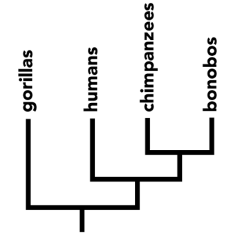 Phylogeny showing how Gorillas, humans, chimpanzees, and bonobos are all related.
