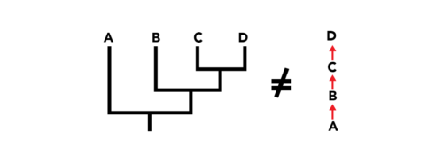 A phylogeny on the left, a crossed-out equal sign in the middle, and a "ladder" which shows A pointing up at B pointing up at C pointing up at D.