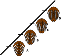 A single lineage of trilobite showing forms of the lineage at different points in time. Over time, the lineage gained more spines.