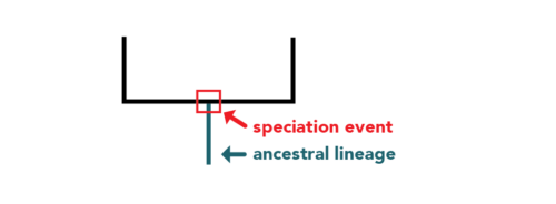 This image shows two parallel line connected at the bottom point by a horizontal bar. From a point in the middle of the horizontal bar, a blue line descends directly downward. The point in the middle of the horizontal bar that connects with the blue bar is the speciation event. The blue bar is the ancestral lineage.