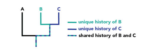 A phylogeny with descendents A, B, and C. A shares a speciation event with B and C. B shares a speciation event with C. There is a dotted line moving from the bottom of the phylogeny towards the speciation event of B and C; this represents the shared history of B and C. The line leading to B is green, representing the unique history of B. The line leading to C is blue, representing the unique history of C.