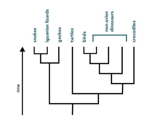 Phylogeny showing relationships among birds, non-avian dinosaurs, and reptiles.