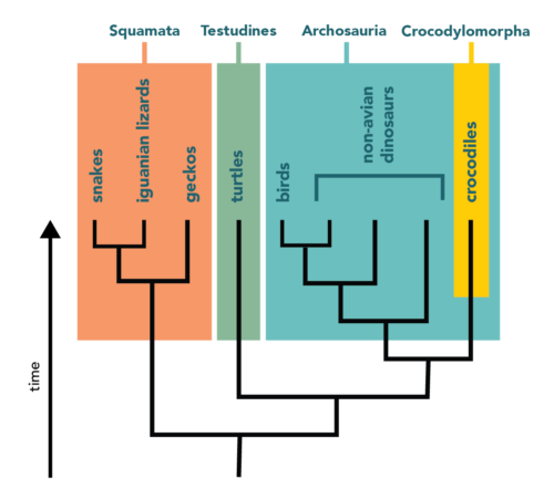 Phylogeny showing namable clades that includes reptiles and birds.